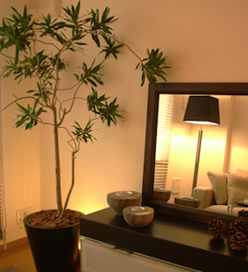 観葉植物の部屋