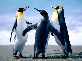 Penguins (340x255)