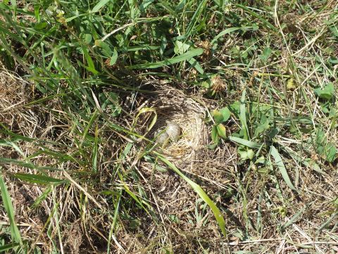 公園の草地に小鳥の巣があり、卵が産みつけられていました。ヒバリの卵と思われます。