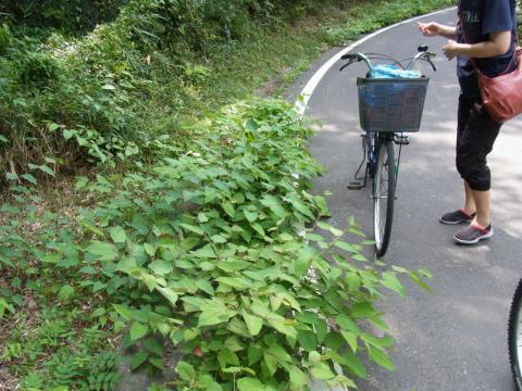 サイクリングロードの路肩でカマキリ・マメコガネ・アシグロツユムシの幼虫を見つけた場所