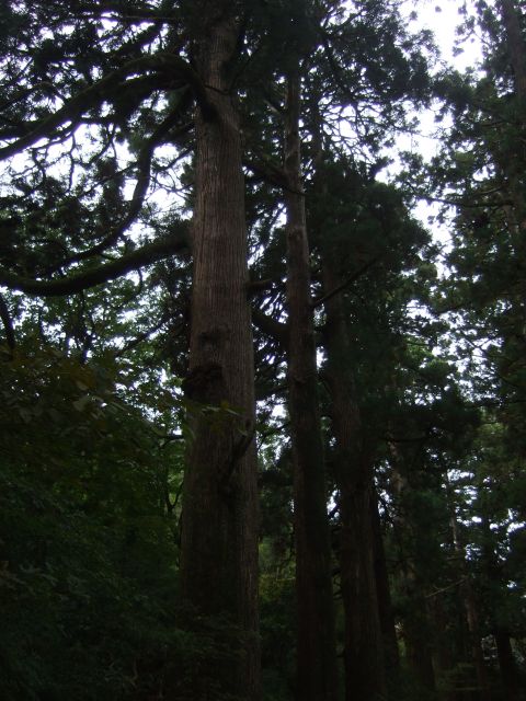 杉並木