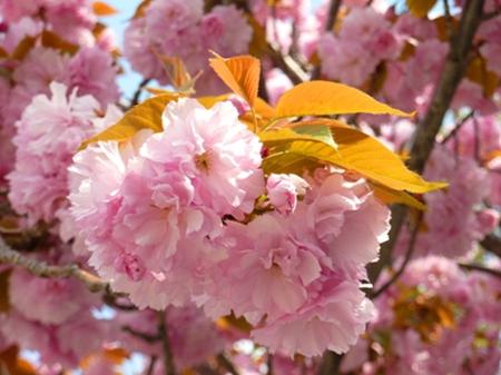 サトザクラを代表する関山の花　アップ