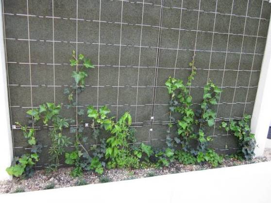 楠支所　外階段の壁面植栽