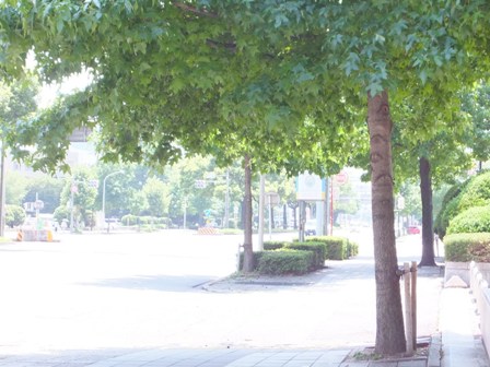 市役所前の歩道に木陰をつくる街路樹