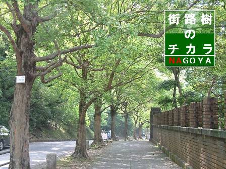 名古屋を代表する東山公園近くのトウカエデ並木　1