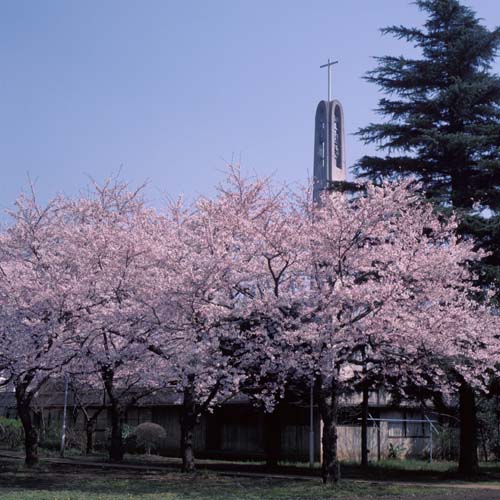 聖パウロ桜咲く新座キャンパス