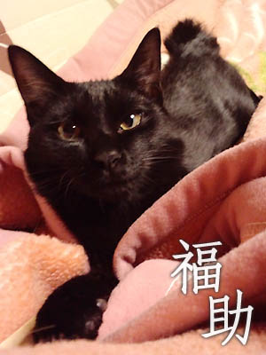仙台の黒猫・福助