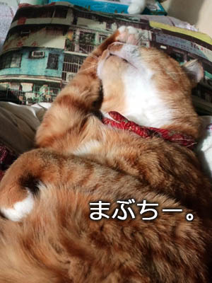 仙台の猫・ゆず丸