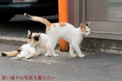 cat_oyako_0004.jpg