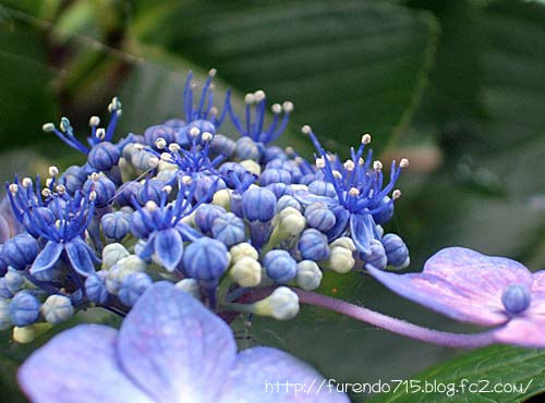 阿弥陀寺の紫陽花