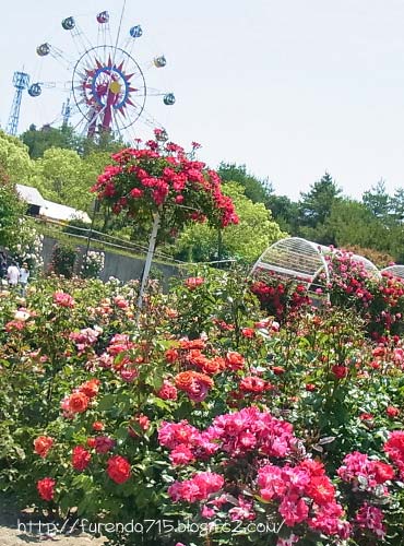 蜂が峰総合公園のバラ