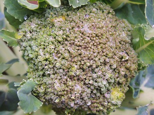 ブロッコリー　頂花蕾　凍結　（２）