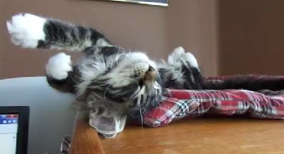 かっこいいポーズで寝てるネコ でもそれって寝やすいの ほっこりぶろぐ
