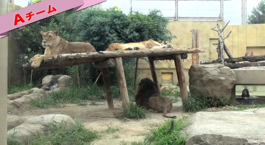 動物園にて　石田「これトラ？」小田「ライオン」飯窪「ライオン」