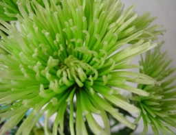 緑の菊