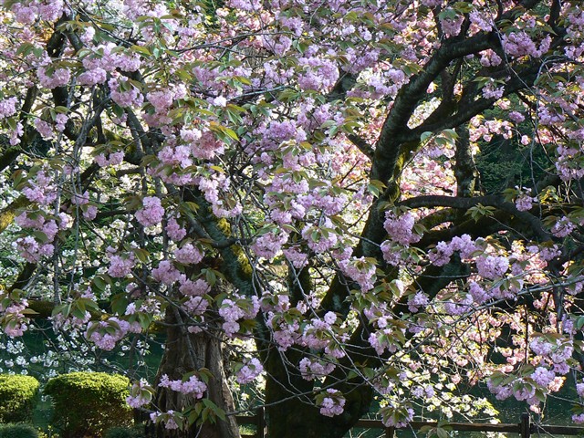 桜の園１