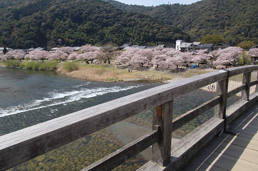 錦帯橋から左側の桜