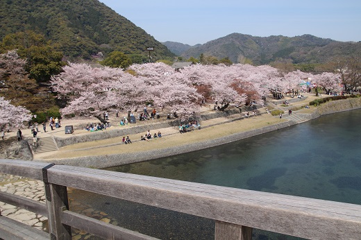 錦帯橋から右側の桜