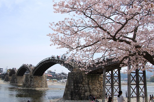 桜と錦帯橋１