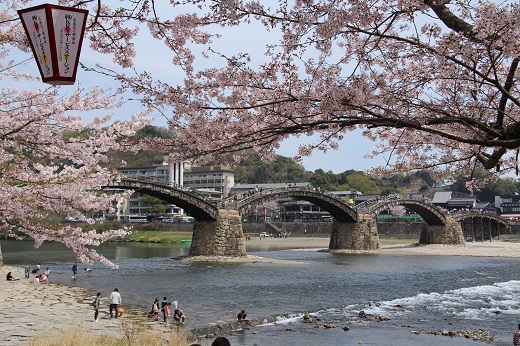 桜と錦帯橋２