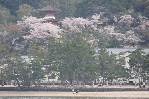 桜満開の宮島