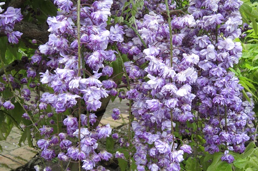 八重の紫藤１