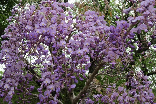 日中友好記念樹の紫藤