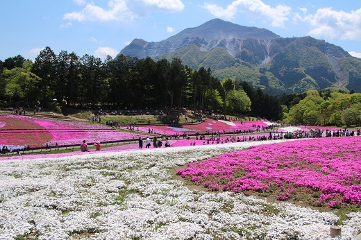 芝桜の丘から見る武甲山