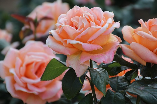 淡いオレンジ・ピンクのバラ