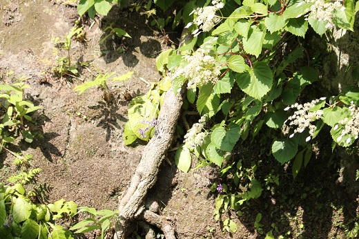 イワガラミの１本の枝
