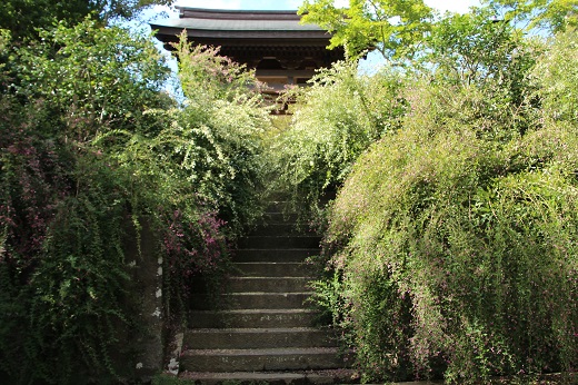 海蔵寺山門前のハギ