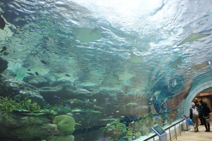 名古屋港水族館 珊瑚礁の水槽リニューアル完了 始祖鳥堂書店blog