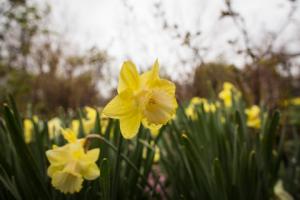diary-daffodils-cityroom-blog480.jpg