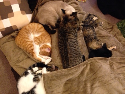 完全包囲猫布団