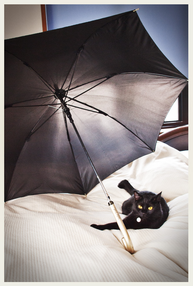 モデル黒猫1
