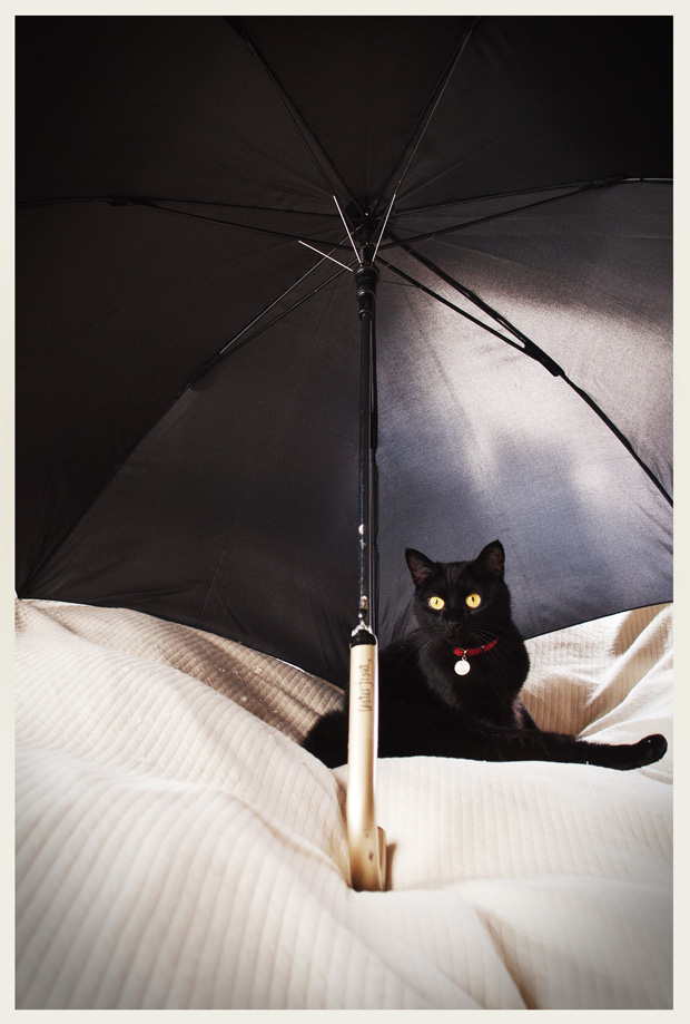 モデル黒猫2