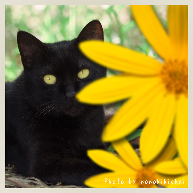 黒猫と花ブログ