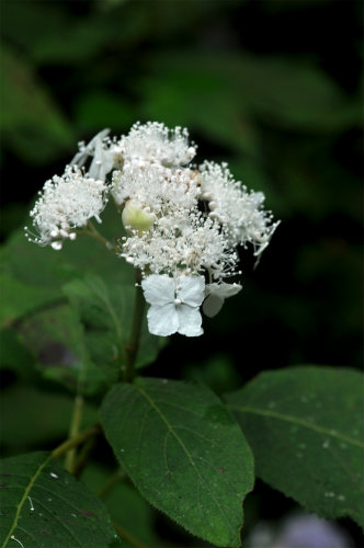 タマアジサイ(白花)