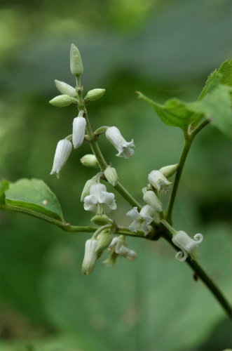 クサボタン(白花)
