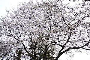 日酸公園の桜